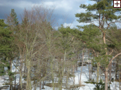 Klicken Sie auf das Bild, um es zu vergr��ern.